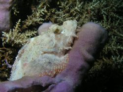 "White Scorpion" The Tube Sponge that the Scorpion Fish w... by Damien Preston 